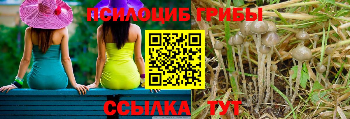 Псилоцибиновые грибы Psilocybine cubensis Моздок